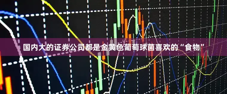 国内大的证券公司都是金黄色葡萄球菌喜欢的“食物”